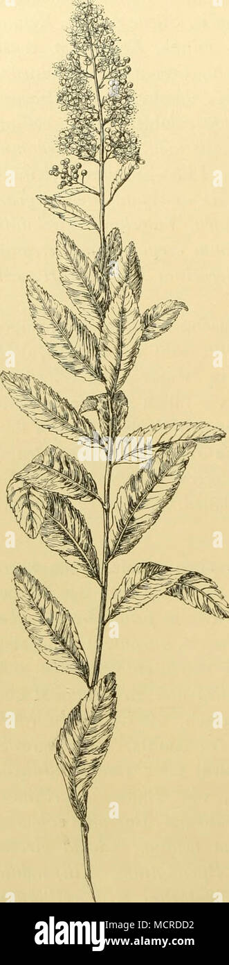 . Abb. 42. Spiraea salicifolia. Stock Photo