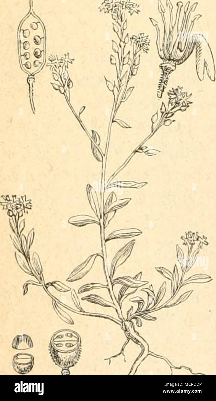 . b. Falte r, Var. 3. Pontia (Pieris) Daplidiee, L. Bellidice. (Siebe Brassica.) 4. Arctia auliea, L. Ausser Schafgarbe (Achillea millefolium), Hundszunge (Cynoglossum officinale) und Brennnessel (Urtica urens) nennt Ochsenheimer noch Galium aparine, Stellaria media und Lactuca sativa als Futterpflanzen der Bärenraupe. Herrich-Schäffer gibt auch Alyssum montanum, und 0. Wilde Erythraea centaureum als solche an. Alyssum incaninn. Stock Photo