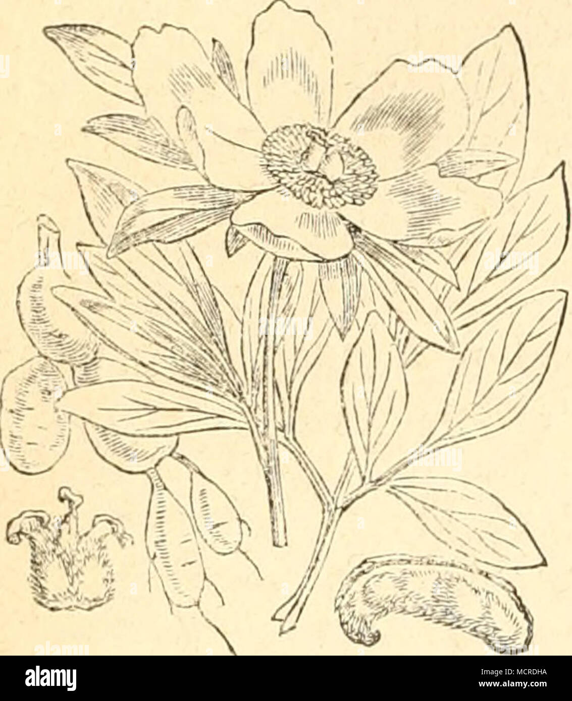 . Paeonia officinalis. II. Familie. Sauerclorngewächse. Berberideae. I. Gattung. Berberitze. Berberis. b. Falter. 1. Hadena thalassina, Brlh. Die Raupe kommt nach G. Koch im August und September erwachsen auf Spartium, nach Dahl u. A. auf Bir- ken und Berberitzen vor. Die Verwandlung geht in der Erde unter der Nahrungspflanze vor sich; der Falter der überwinterten Puppe im folgenden Mai und Juni. 2. Hadena contigua, Fb. Die Raupe dieser Eule soll nach Hübner auf Berberitzen, nach Treitschke an Genista germanica, pilosa, sagittalis und linctoria, Chenopodium bonus Henricus, Senecio Jacobaea, Va Stock Photo