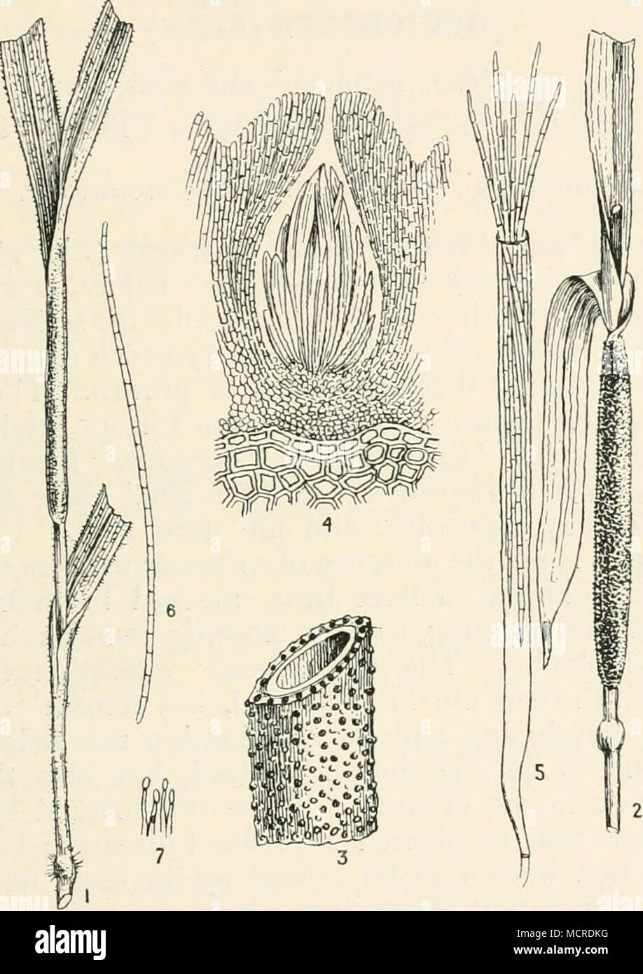 . Fig. 65.—Epichloe typhina. i, fungus or leaf-sheath oiHolcus mollis; 2, fungus on Holciis lanatus ; 3, portion of fungus showing warts on surface, corresponding to mouths of perithecia ; 4, section of perithecium ; 5, ascus with spores escaping ; 6, ascospore ; 7, conidiophores with conidia. Figs, i and 2 reduced ; remainder mag. plant of which was infected. It is often abundant on wild grasses growing on the borders of fields, etc. The only preventive method that can be suggested is that of cutting the grass before the fungus becomes orange in P Stock Photo