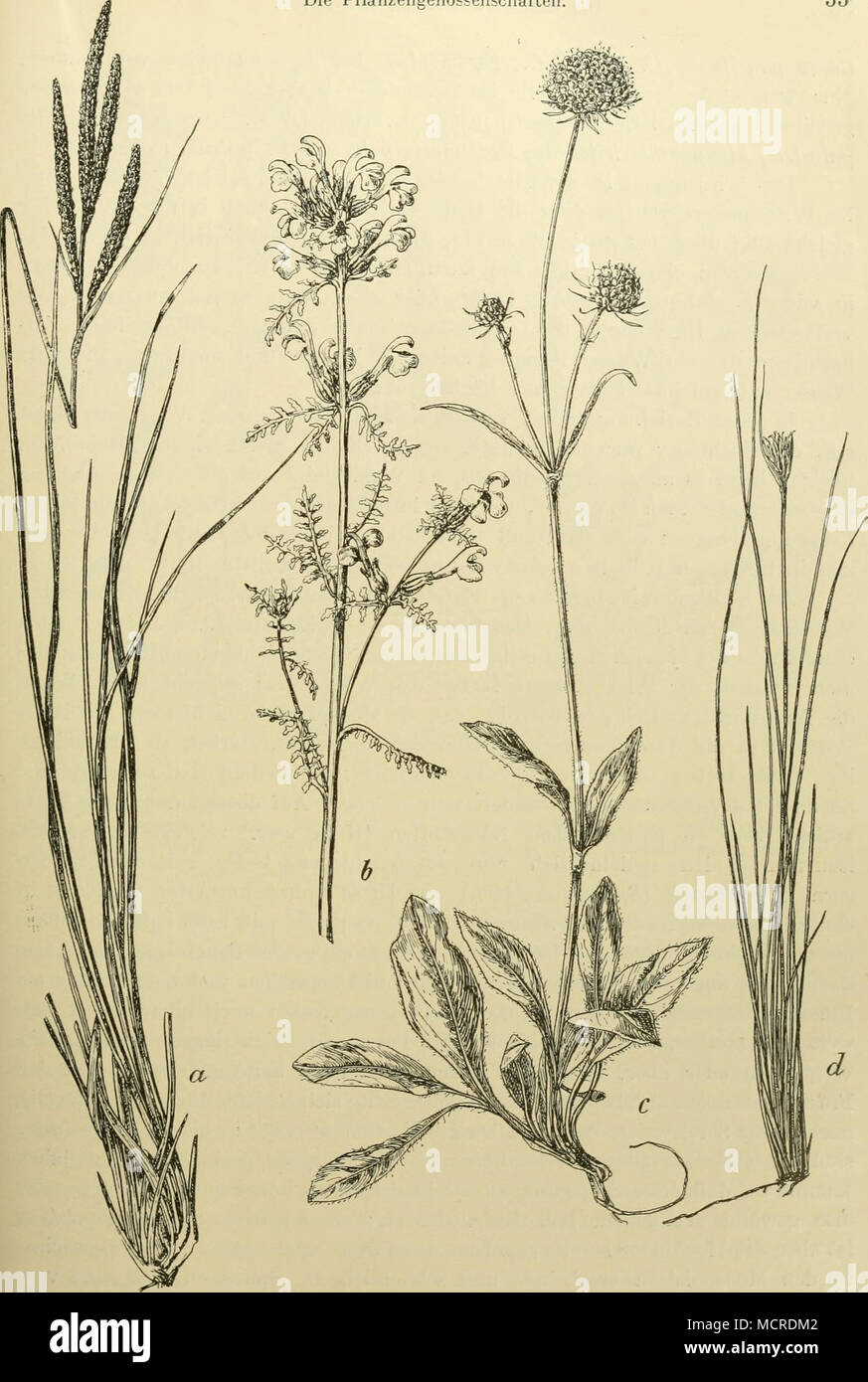 . Abb. 14. Wiesenmoorpflanzen. ü Carex elata (:::: strlcta). b Pedicularis palustris, c Succisa pratensis, d Schoenus ferrugineus Stock Photo