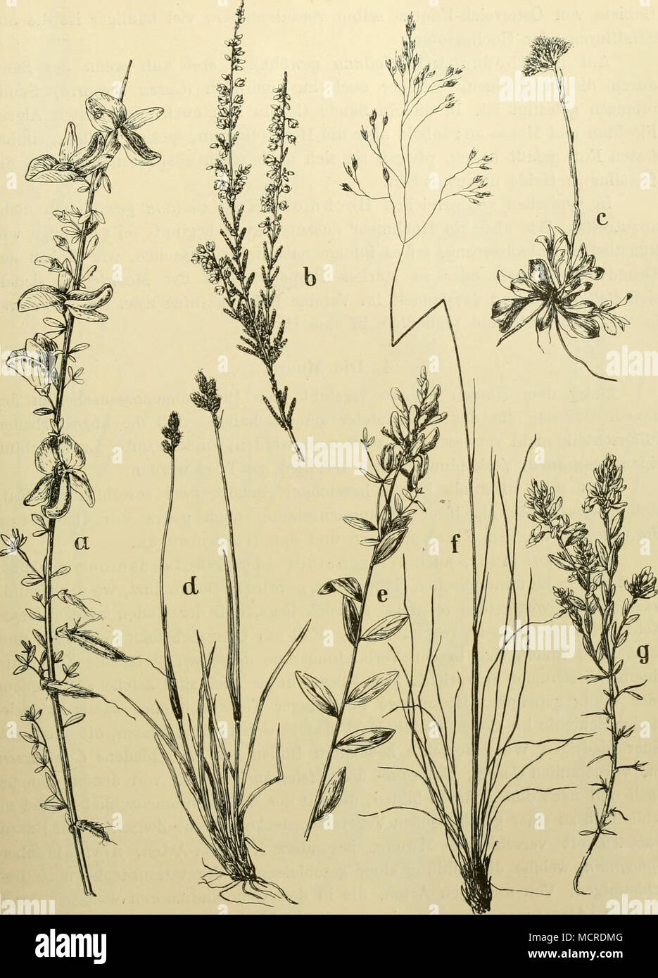 . Abb. 13. Heidepflanzen. a Sarothamnus scoparius. b Calluna vulgaris, c Antennaria dioica. d Carex leporina. e Genista tincloria. / Deschampsia flexuosa. g Genista germanica. ein Wald, wenn er einmal geschlagen worden ist, sich nicht mehr verjüngt, sondern in Heide sich verwandelt. Diese Entstehung der Heide aus Wald scheint im Stock Photo