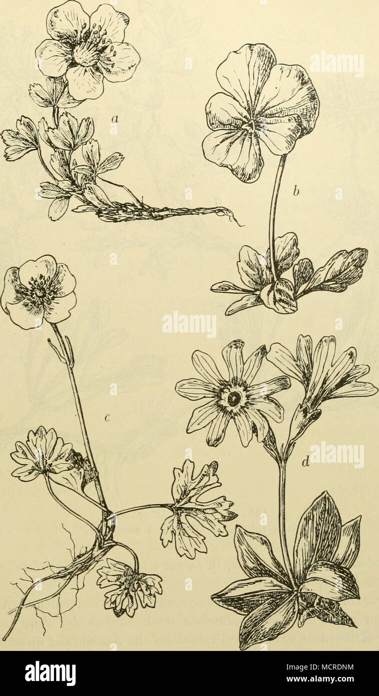 . Abb. 9. Beispiele aus der Hochgebirgsflora, a Potentilla nitida, b Viola calcarata. c Ranunculus alpestris. d Primula Clusiana. phyllazeen [Minuartia sedoides, Silene acaulis, Saponaria pumila), Gruciferen [Pelrocallis], Primulazeen [Androsace). Spaliersträuche r (auch Teppichsträucher) sind Holzgewäclise (Sträucher oder Halbsträucher) mit meist reich verzweigtem Stamme, dessen Verzweigungen aber alle horizontal dem Boden angedrückt oder selbst in den Humus hinein versenkt sind, so daß nur die heurigen Triebe wenige Zentimeter Stock Photo