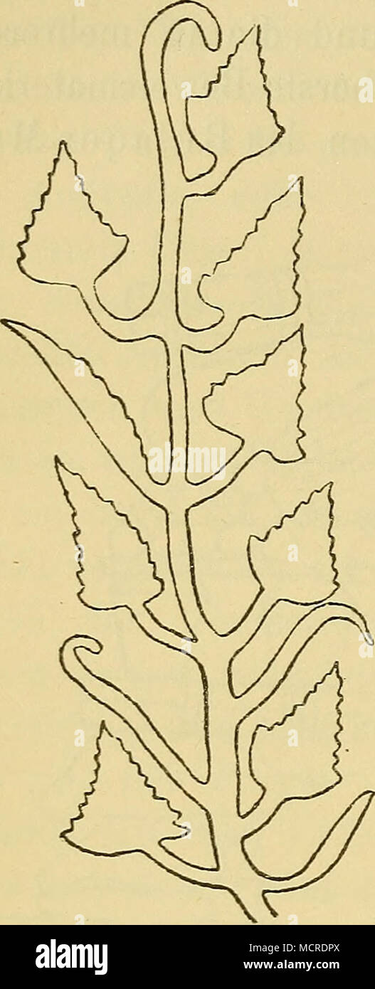 . Fig. 104: Kanke vom Flasclien- kürbis (Lagenaria vulgaris Serin- ge.) (?) Aus Theben. (Champ. III, 253.) 1) Chronolog. arrangement. p. 137. Unger: Botanische Streifzüge IV a. a. 0. S. 125. 2) De Candolle a. a. 0. S. 326. 3) Unger a. a. 0. S. 125. 4) Forskai: Flora aegypt. p. 75. Stock Photo