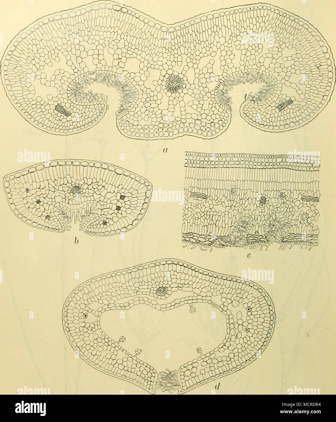 . Abb. 4. Querschnitte durch xerophil gebaute Blätter. a Loiseleuria