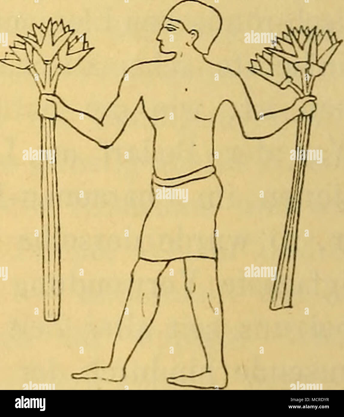 . Fig. 43: Von einer Stele inAby- do8. XI. Dynastie (2855—2812 n. BrugBch, Histoire l'Egypte, I. Leipzig, 1859 p 287-293). Fig. 44: Diener mit Lotus- blumen. Aus Gizeh. IV. Dy- nastie, 3733-3600 v. Chr. (L. D. II, 30.) 1) Grab Nr. 2 in Beni-Hassan, Westseite. XII. Dynastie, 2466— 2266 V. Chr. (L. D. II, 126.) — Aus Theben-Karnak-Champ. II, 184. Stock Photo