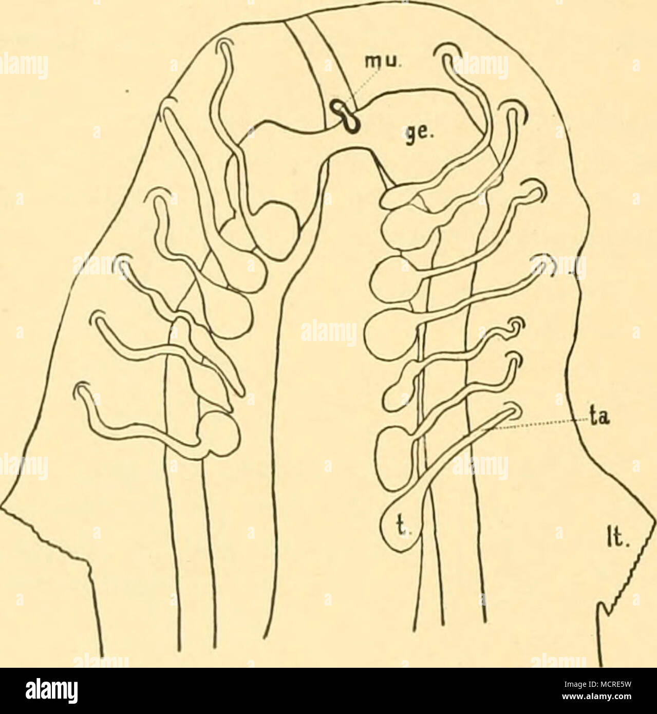 AmmanZanthia