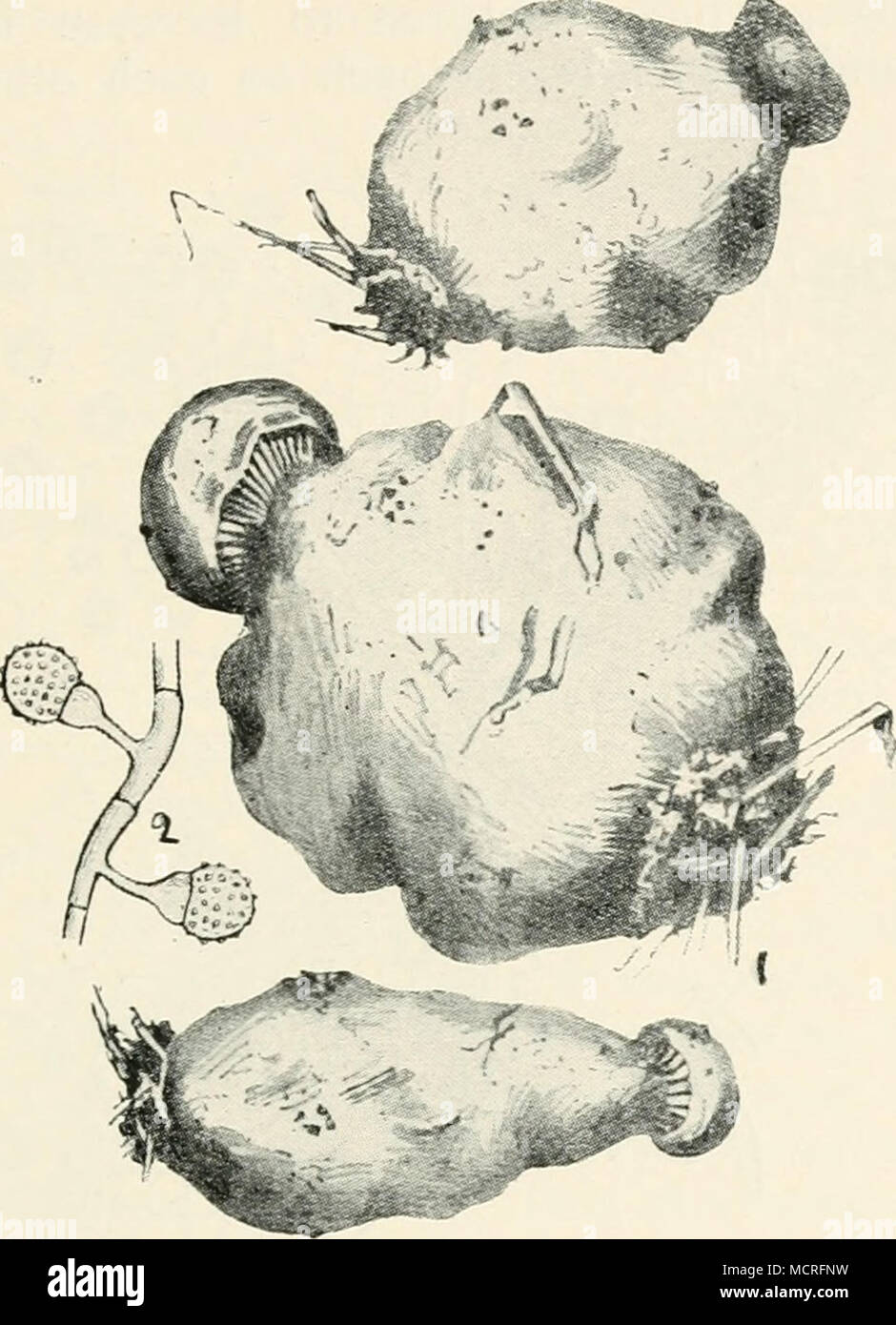 . Fig. 51.—Hypomyces perniciosKs. i, mushrooms deformed by the fungus, half nat. size ; 2, conidia of the fungus, highly mag. gallons of water; this should be repeated twice at an interval of about three weeks. Jour71. Bd. Agric. Leaflet, No. 139. Magnus, Verh. Ges. Deutsch. nat. u. Aerzte, 60, p. 246. Stapf, Verh. zool.-hot. Geseli., 39. p. 617. SPHAERELLA (Ces. and De Not.) Perithecia membranaceous, subglobose or depressed, covered by the epidermis or bursting through ; asci 8-spored ; spores elongated, i-septate, hyaline; paraphyses absent. N Stock Photo
