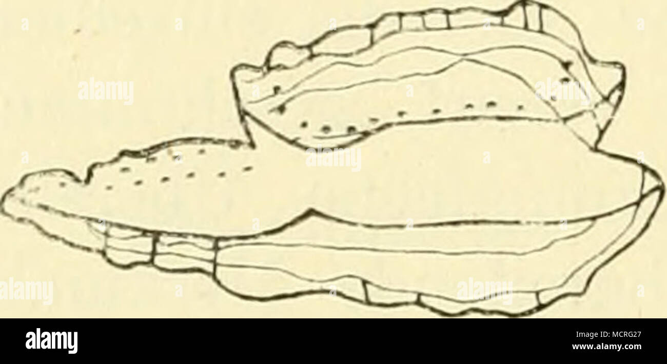 . Esox lucius. Vgr. 5. Länge des Fisches = 41,0 cm Clupeidae. Untersucht sind bisher Clupea harengus. Gl. sprattus, Gl. alosa. Die Chipeiden bilden eine gut gesonderte Gruppe. Die relativ kleinen Otolithen zeigen in Form und Schichtung auffallende Übereinstimmung. Die Excisur ist stets sehr scharf, das Rostrum ungemein stark und lang, auch das Antirostrum gut ausgebildet. Der breite Sulcus erweitert sich nach vorn, läuft hinten zu einem Kanal verschmälert in eine Einkerbung des hinteren Randes aus. Ungemein deutlich tritt der faltige Typus der Skulptur hervor. — Schwach isoliert steht Clupea a Stock Photo