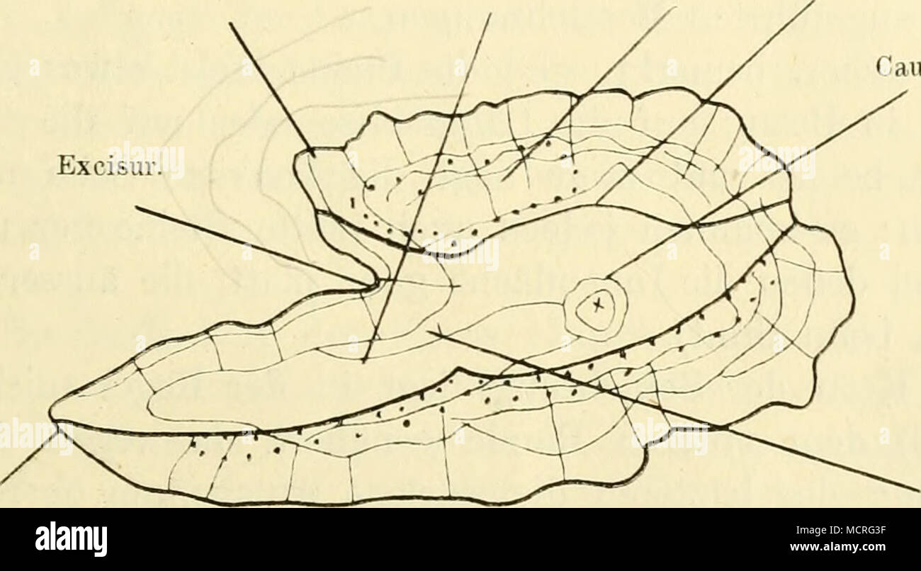 . Clupea harengm. Vgr. 18. Länge des Fisches = 18,7 cm. hinten. Ein- schnürung des Sulcus. In der Nomenklatur behalte ich die von KOKEN eingeführten Bezeichnungen bei. Ich unterscheide also an einem Otolithen ein vorderes und hinteres Ende, einen dorsalen und ventralen Rand, eine Innen- und Aussenfiäche. An der Innenfläche befindet sich der Sulcus (sc. acusticus), die Nervenrinne, welche in der Längsrichtung des Steins verläuft; sie ist eingeschlossen von den beiden mehr oder weniger erhabenen Cristen. Über der oberen Crista liegt fast stets eine Vertiefung, die Area; bei starker Ausbildung de Stock Photo