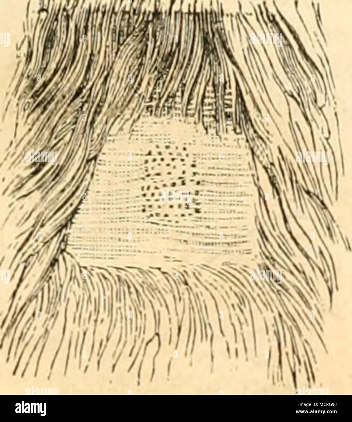 T iji hi-res stock photography and images - Alamy, image size:1157x1390