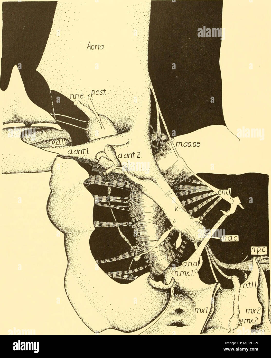 . Fig. ii. Reconstruction of anterior part of body from a parasagittal plane so chosen as to expose the aorta and the complete nerve ring surrounding the oesophagus. Only certain nerves have been labelled; the remainder can be identified by comparison with Fig. 13. a.ant.i, antennulary artery; a.ant.2, antennal artery; a.h.a. anterior hypostomal apodeme; end. endosternite; g.a.i, basal ganglion of antennule; g.tnx.z, basal ganglion of maxilla; m.ao.oe. aortic-oesophageal muscle; n.n.e. nerve to lateral component of nauplius eye; mx.i, maxillule; mx.2, maxilla; n.a.c. anterior cardiac nerve; n. Stock Photo