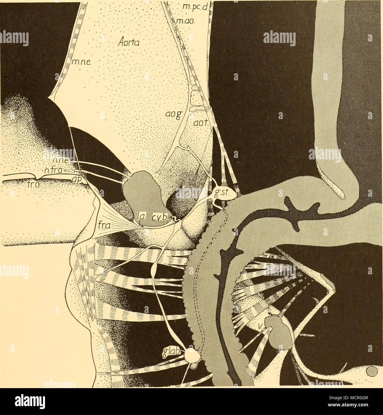 . Fig. 12. Same reconstruction as in Fig. 11 but from the sagittal plane showing aorta and nerve ring accurately bisected and complete visceral nervous system, ao.g. aortic ganglion; ao.t. aortic tendon; ap. apodeme supporting nauplius eye muscle; c.v.b. connexion between visceral system (labral loop) and brain;fr.a. frontal apodeme; fr.o. frontal organ; g.lab. labral ganglion; g.st. stomach ganglion; La. labral artery; m.ao. aortic muscle; m.n.e. nauplius eye muscle; m.pc.d. pericardial dilator; n.fr.o. nerve to frontal organ; n.n.e. nerve to median component of nauplius eye; v. valve in supr Stock Photo