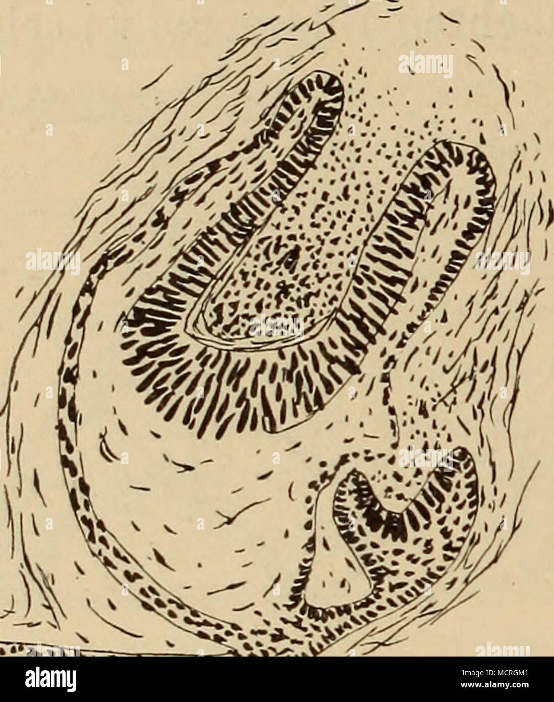 . Fig. 62. Varanus chloro- stygma. Zahnleiste (zum Teil) und zwei Zahnlagen im Oberkiefer. Stock Photo