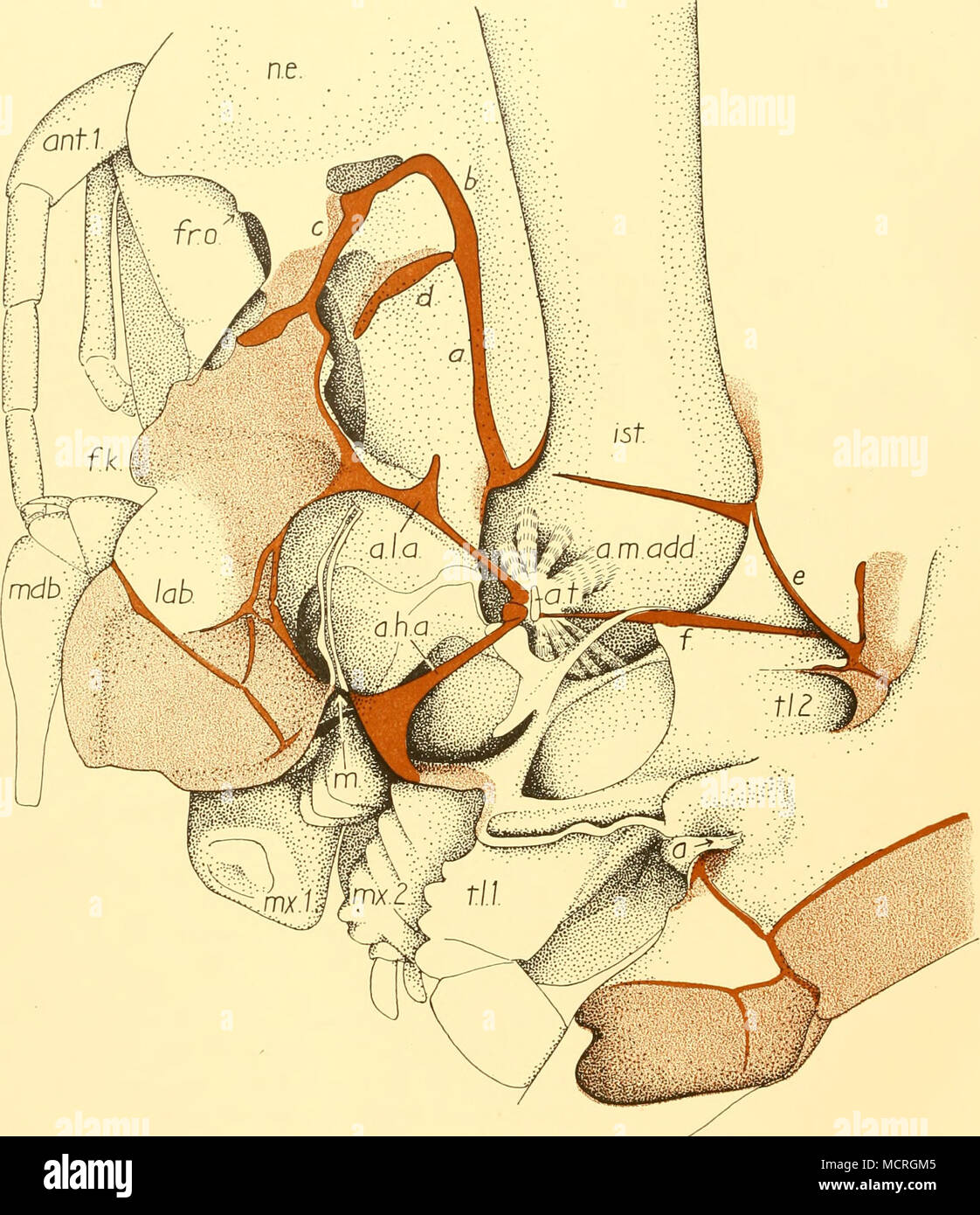 . Fig. 4. Reconstruction of right anterior skin of Gigantocypris to show attachments of limbs to body, articulated sclerite system {a-f) and endoskeletal structures and their relation to the adductor muscle. The setal armature of the mouthparts has been omitted, a. anus; a.h.a. anterior hypostomal apodeme; a.l.a. antenno-labral apodeme; a.m.add. attachment of adductor muscle; ant.i, antennule; a.i. tendon of adductor muscle;/.&amp;. frontal knob;/r.o. frontal organ; ist. isthmus; lab. labrum; m. mouth; mdb. mandible; mx.i, maxillule; mx.2, maxilla; n.e. nauplius eye; t.l.i, first trunk limb; t Stock Photo