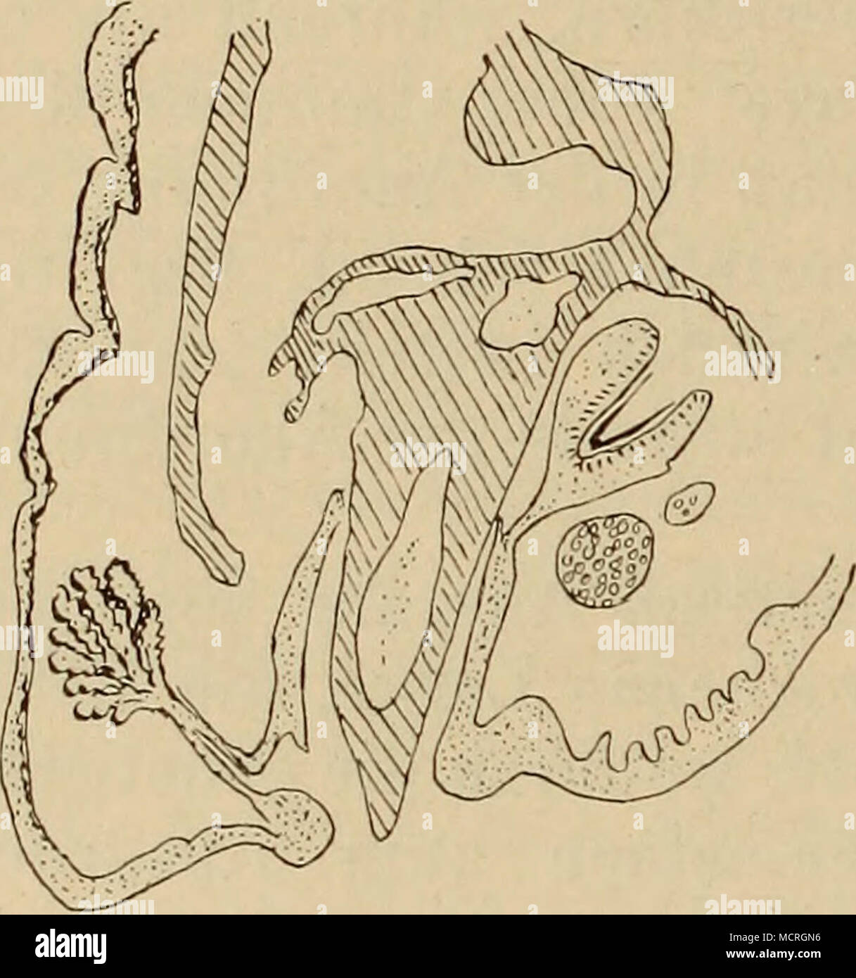 . Fig. 54. Iguana sapidissima. Oberkiefer mit Zahn, Ersatz- zahn und Zahndrüse. Stock Photo