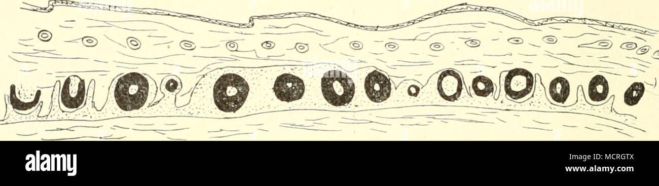 . Fig. 56. Lacerta. Erklärung im Text. er vor — wie z. B. bei Calotes
