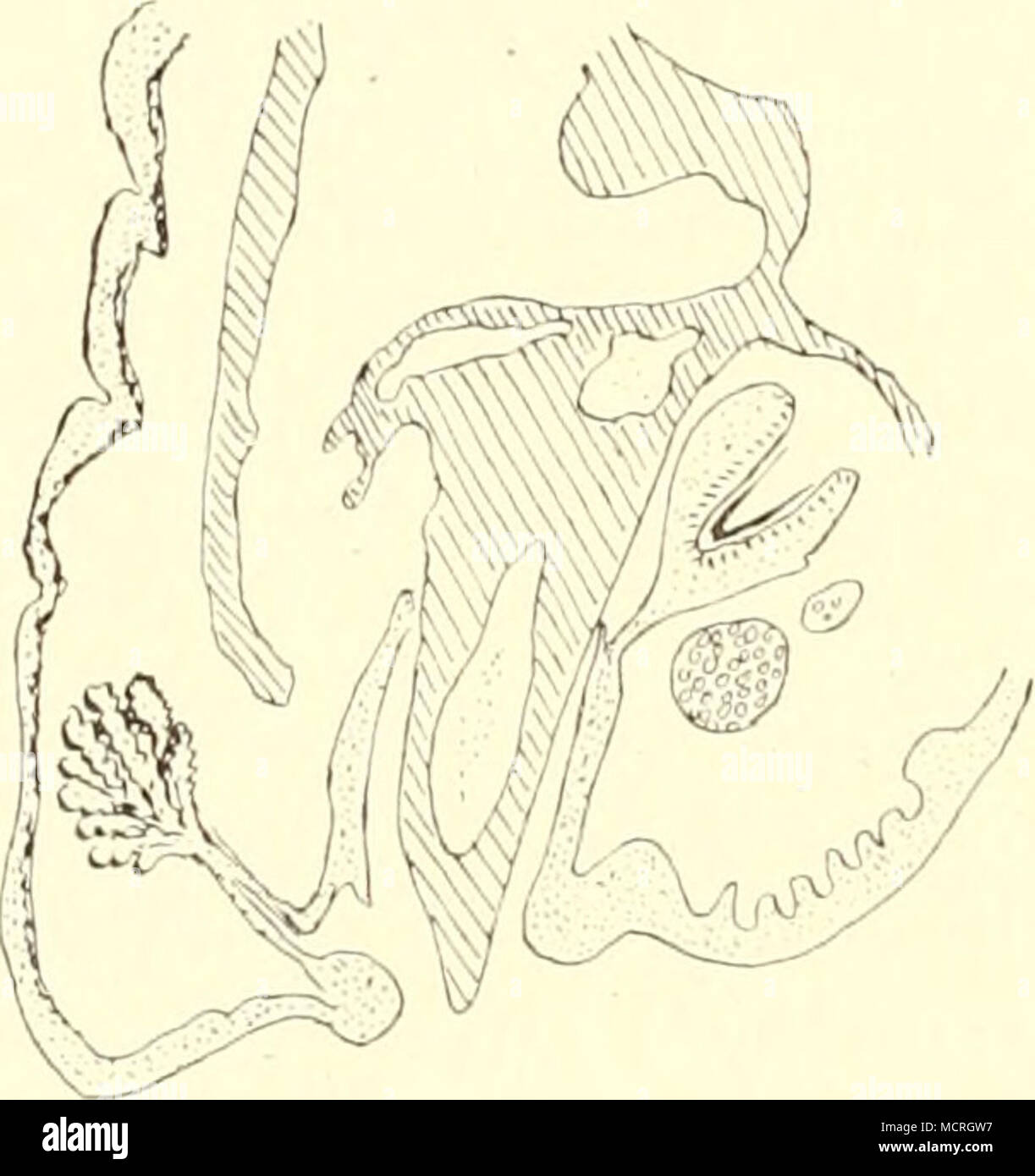 . Fig. 54. Iguana sapidissima. Oberkiefer mit Zahn, Ersatz- zahn und Zahndrüse. Stock Photo