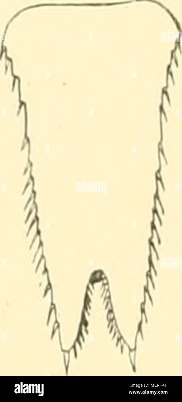 . Fig. 335. Uropod. Fig. 336. Telson. lang wie der beborstete. Der Tarsus der Füße ist viergliedrig und kürzer als der Carpopodit. Das erste Tarsusglied ist geschwollen, knopfförmig. Das Telson ist lang, die Breite beträgt kaum so viel wie die halbe Länge, nach hinten verschmälert es sich mehr als bei hellen. Der Spalt beträgi etwa '/j der Länge. An den Seiten hat es etwa 16 Dornen, von denen die ersten 4—5 durch einen etwas größeren Zwischenraum von den übrigen getrennt sind. Der Innenast der Uropoden hat an der Innenseite etwa 20 — 22 Dornen von ungleicher Größe. Die beiden letzten von ihnen Stock Photo