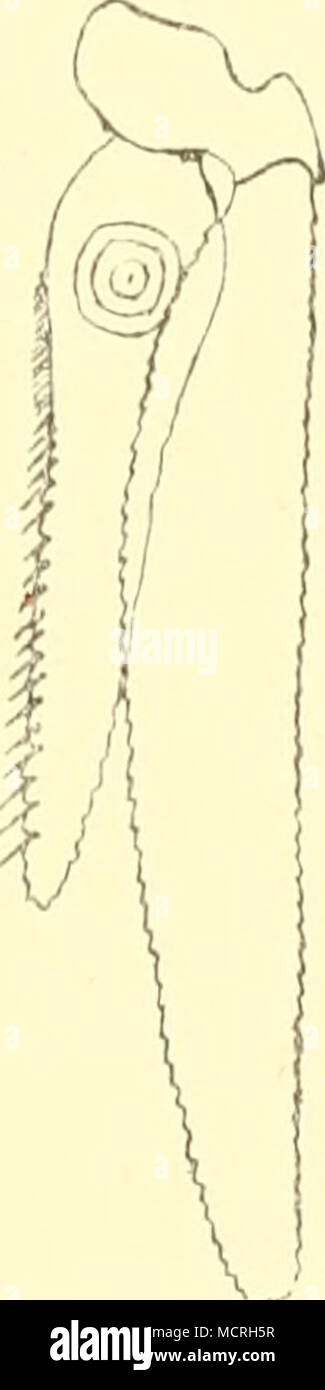 . Fig. 305. Uropod. Gattung Praunus Leacii. 1813. P tau Ulis Leacii in Edinb. Eiicyci., v. 7, p. 401. Die Allgeil sind woiilentwickelt, der Stiel ziemlich lang und kräftig. Die Schuppe der zweiten Antenne ist linealisch und sehr lang, 4—9 mal so lang wie breit. Der hinenrand ist mit Borsten besetzt, der Außenrand glatt und mit einem 10* Stock Photo