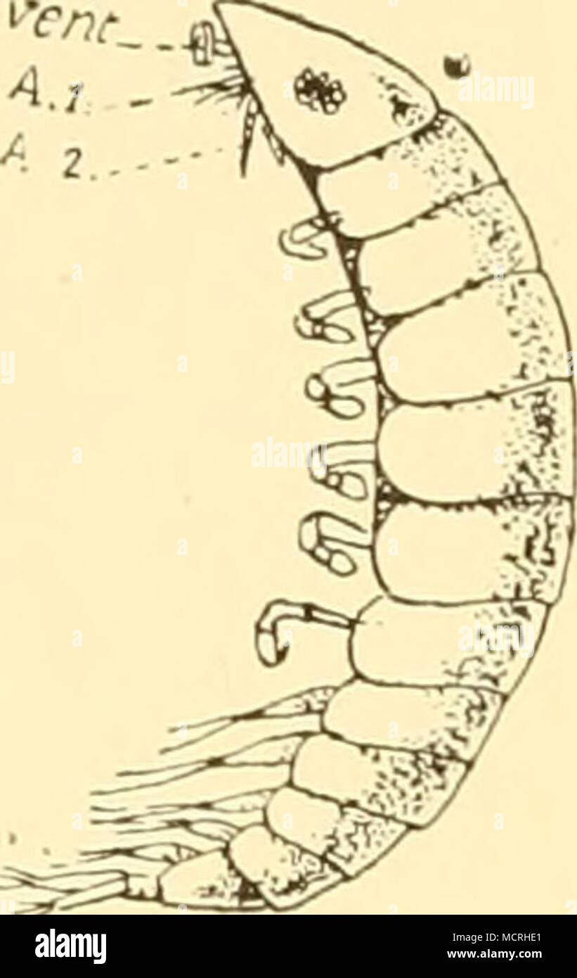 Diversity of isopod anatomy hi-res stock photography and images - Alamy