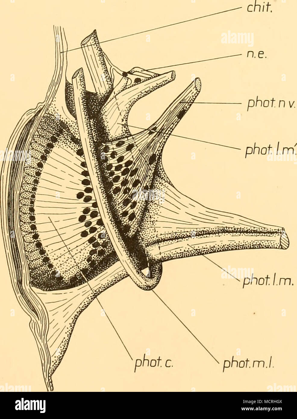 . Fig. 12. A pleopod photophore of Hoplopkorus grimaldii, dissected from the Hmb and seen in whole view, showing the arrangement of the musculature, chit, chitin; n.e. nerve ending on photophore musdc; phot.c. photogenic cell; phot.lm. longitudinal photophore muscle; phot.l.m'. secondary longitudinal photophore photogenic cell; phot musde;ph(jl.m.l. photophore muscle loop; phot.nv. photophore nerve 4-2 Stock Photo