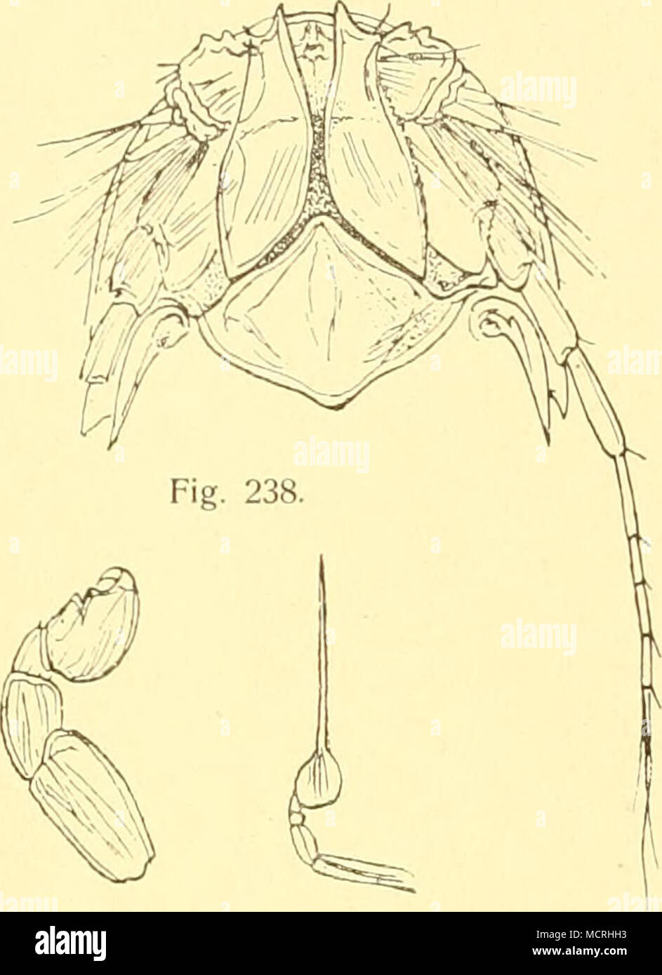 Isopods morphology hi-res stock photography and images - Alamy