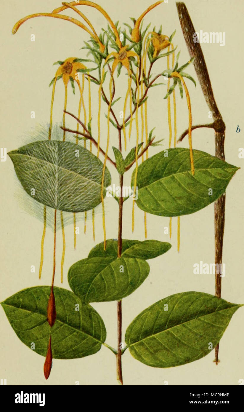 . Strophanthus hispidus. a) Zweig mit Blüten, ' 5 n^t. Gr. b) Doppelfrucht, ';, nat. Gr. c) Samen, der obere mit Flugapparat, * ;, nat. Gr. FÖRSTER a BORRIES. ZWICKAU Stock Photo