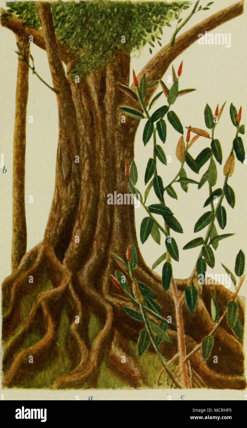 Gummibaum ficus elastica hi-res stock photography and images - Alamy
