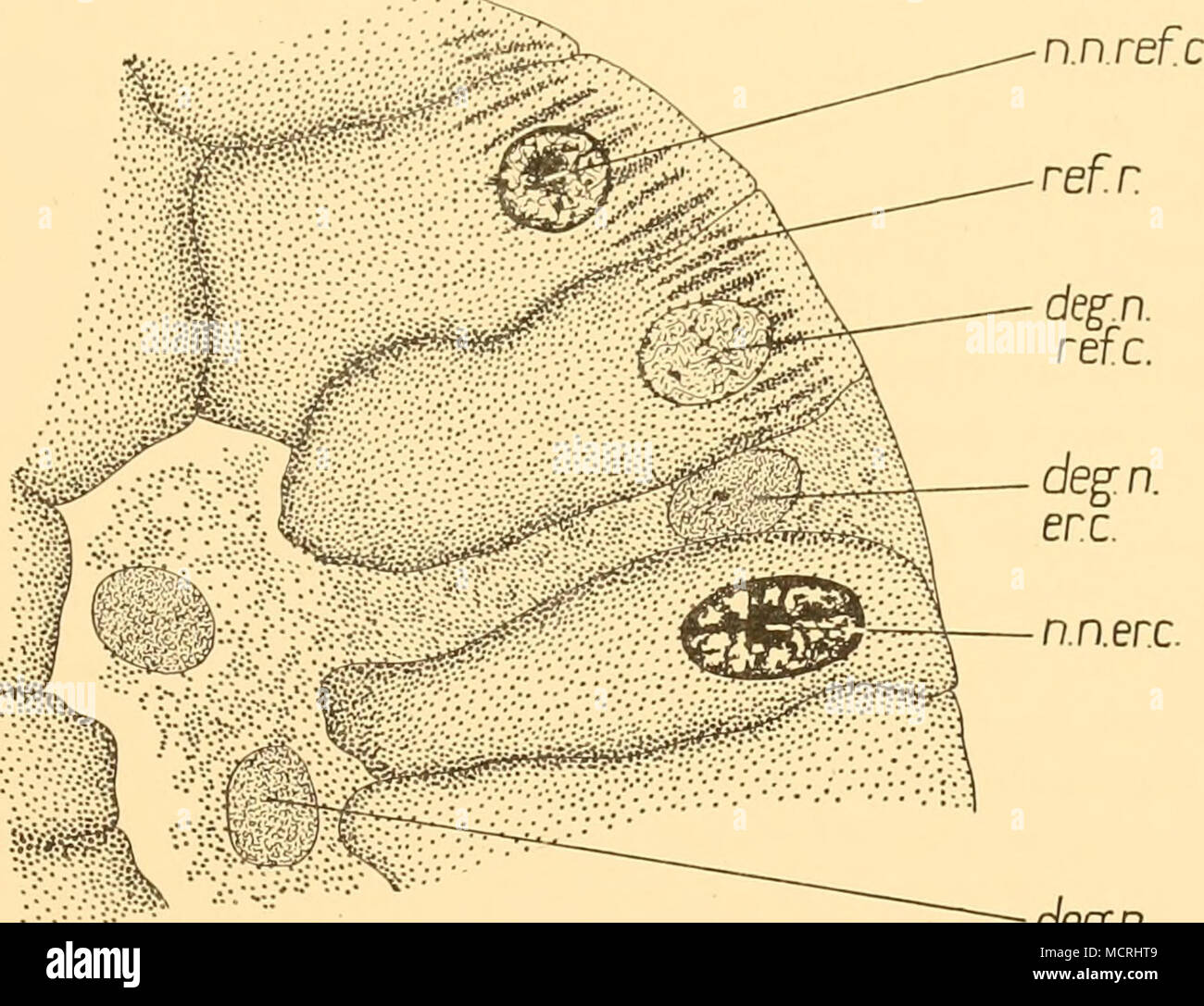 . n.n.erc. degn Fig. 4. The dorsal portion of one of the luminous liver