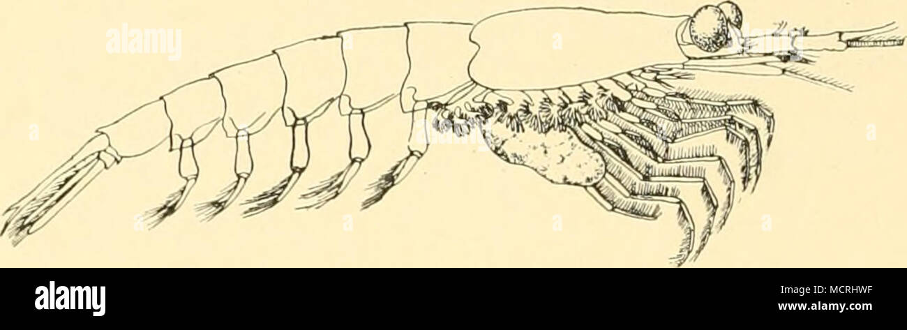 Page 6 Mannchen Und Weibchen High Resolution Stock Photography And Images Alamy