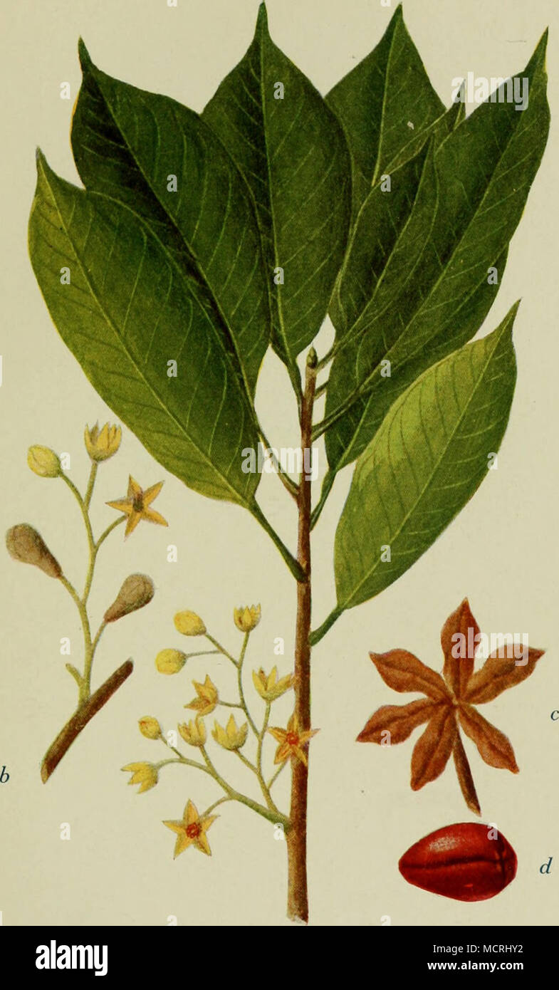 . Kolanuß (Cola acuminata). a) Zweig mit Blüten, '/^ nat. Gr. b) Zweig- mit jungen Früchten, '^ nat. Gr. c) Reife Frucht, '/^ nat. Gr. d) Same, '/g nat. Gr. fÖRSIER a BORRIES, :v/ICK*U Stock Photo