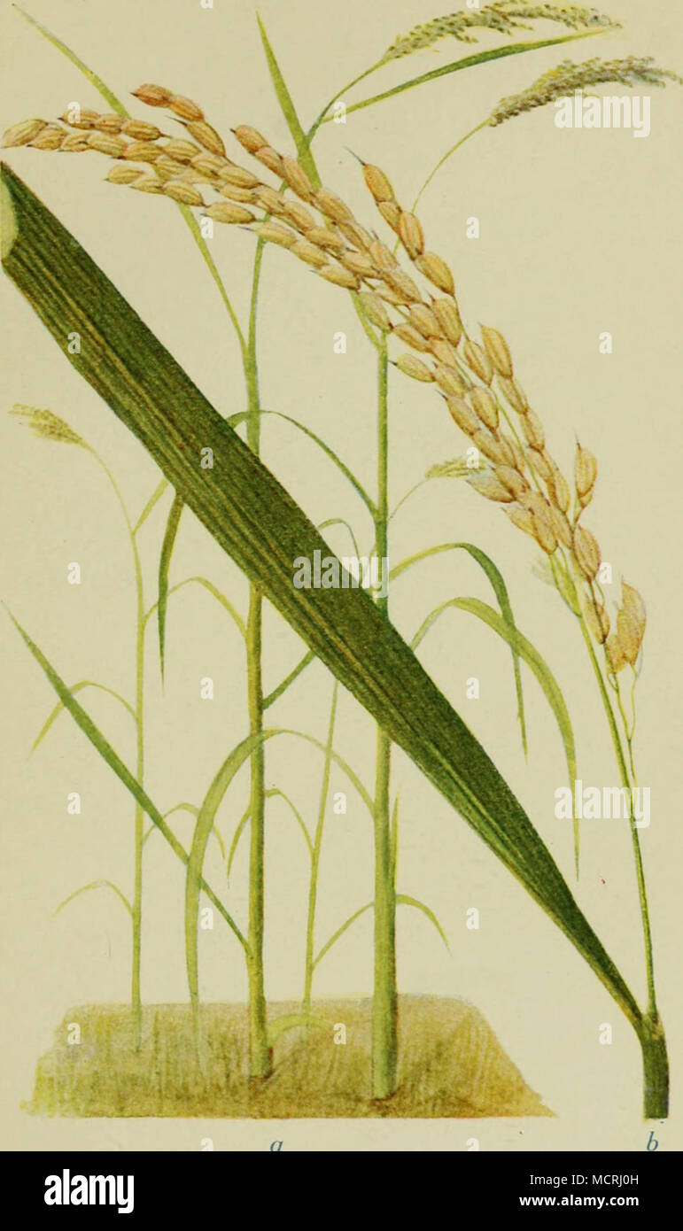 Reis (Oryza sativa). a) Ganze Pflanze, ' ,; nat. Gr. b) Rispe mit reifen  Körnern, ^ - nat. Gr. FÖRSTER ft BORRIES, ZWICi&lt;AO Stock Photo - Alamy