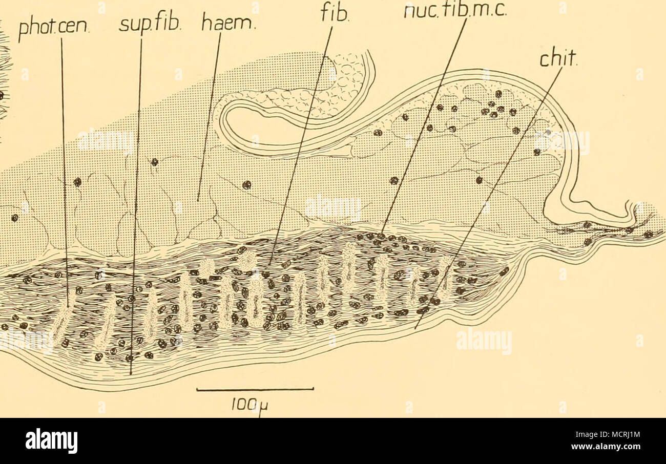Fibrous structural tissue hi-res stock photography and images - Alamy