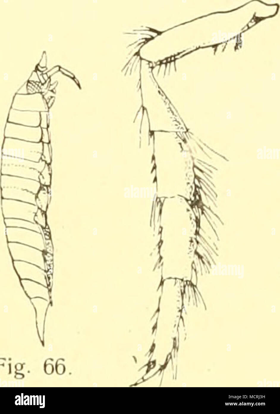 . Fig. 66 Fig. 70. Fig. 69. Fig. 68. Eurydice Grimaldii DollfuÃ. (Nach Hansen. Fig. 65. Erwachsenes Weibchen, Dorsalansicht. â 66. â MÃ¤nnchen, Lateralansicht. â 67. â â Ventralansicht des Kopfes [â¢ minaefrontalis â 68. Erste Antenne des Weibchens. â 69. â â â MÃ¤nnchens. â 70. Siebenter Cormopod. â 71. Letztes Abdominalsegnient nnd Uropoden des MÃ¤nnchens- ) a = cornii la- I (â J b =^ clypeus Verbreitung: Ãstlicher Atlantik bei den Azoren, Spanien, sÃ¼dwestlich und westlich von Irland, sÃ¼dwestlich von Island und zwischen Island und Schott- land und in der Nachbarschaft der Faeroer; sie ist  Stock Photo