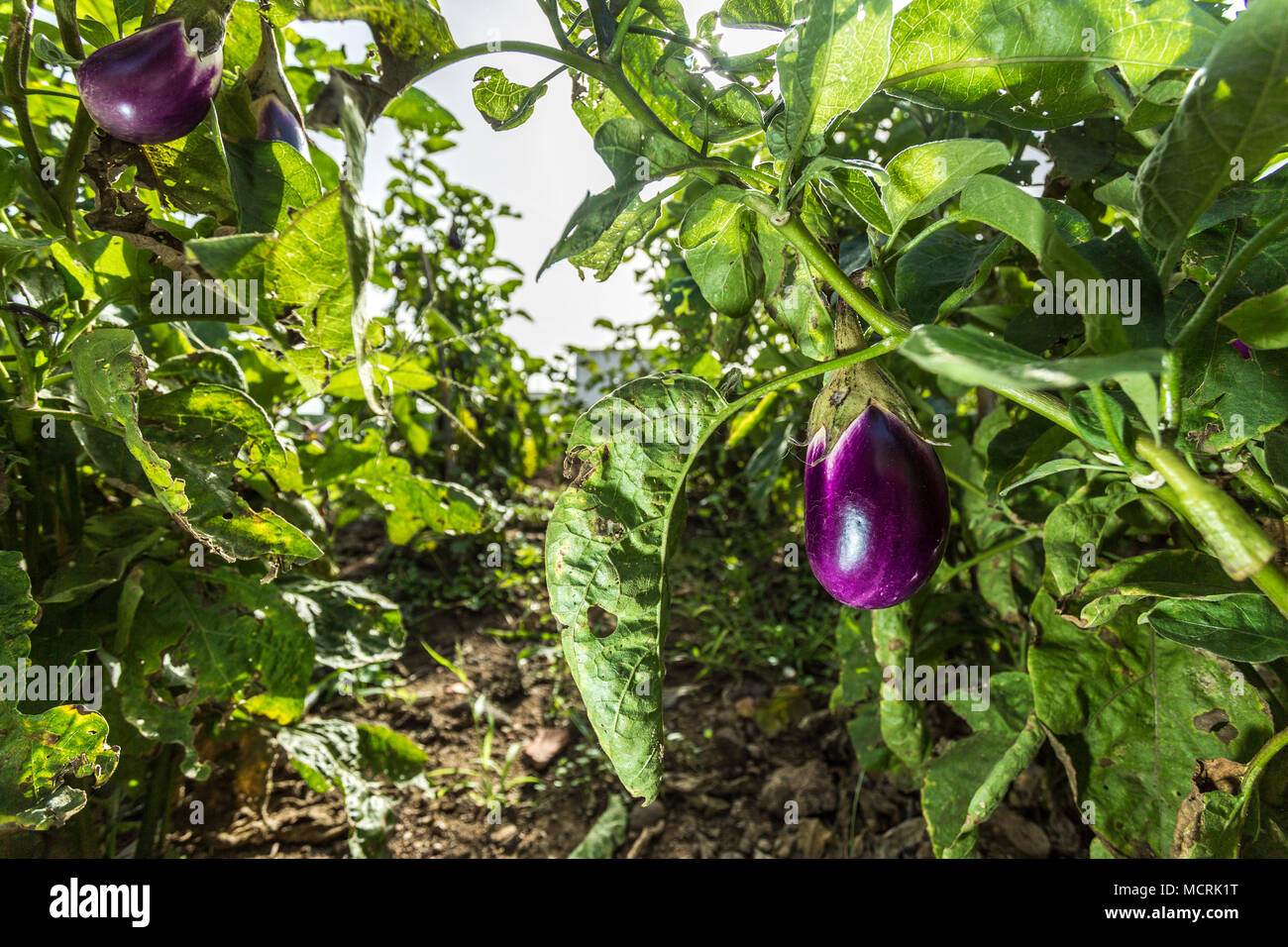 Eggplants growing in a vegetable garden. Agriculture. Sicily, Italy