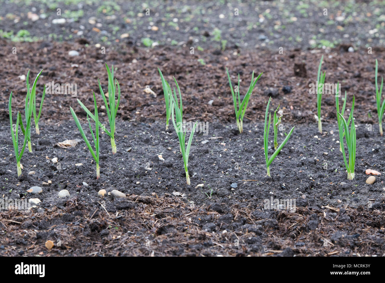 Allium Sativum. Young Garlic Mersley Wight plants growing in a vegetable garden in early springtime. UK Stock Photo