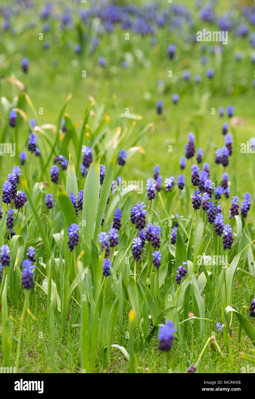 Muscari Latifolium Broad Leaved Grape Hyacinth Flowers In An English Garden Lawn Uk Stock Photo Alamy