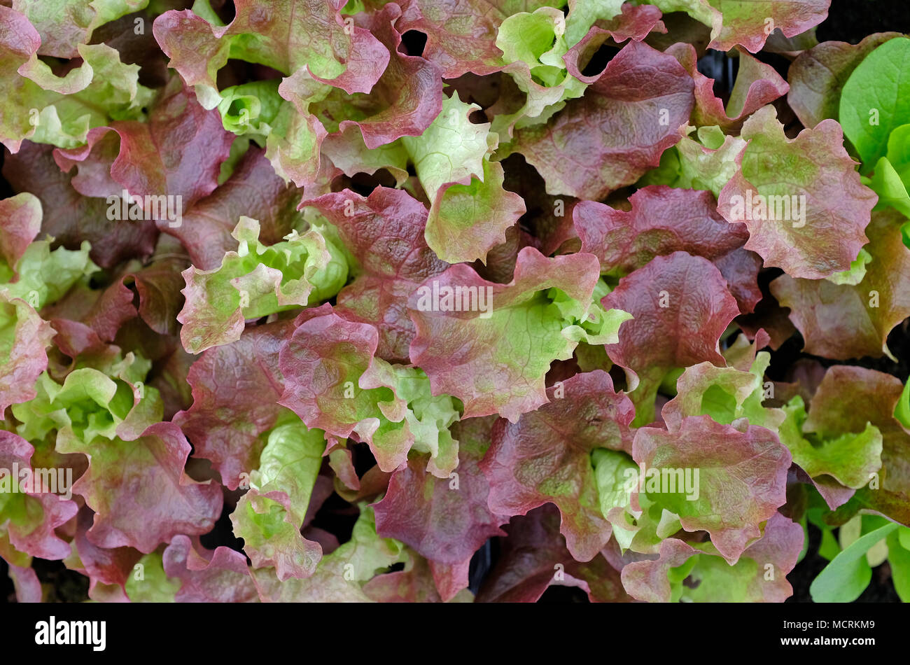 lollo rosso lettuce growing in garden Stock Photo Alamy
