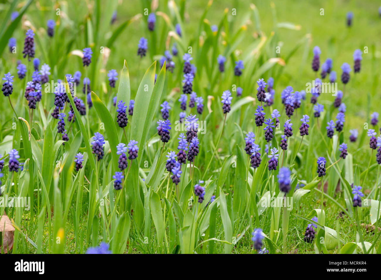 Muscari Latifolium Broad Leaved Grape Hyacinth Flowers In An English Garden Lawn Uk Stock Photo Alamy