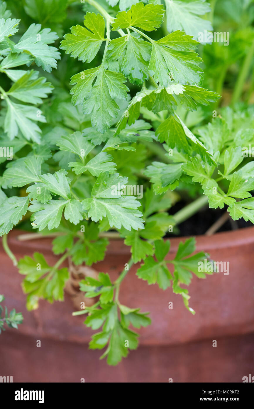 Petroselinum crispum. Parsley ‘Giant of italy’  growing in a plant pot inside a greenhouse. UK Stock Photo