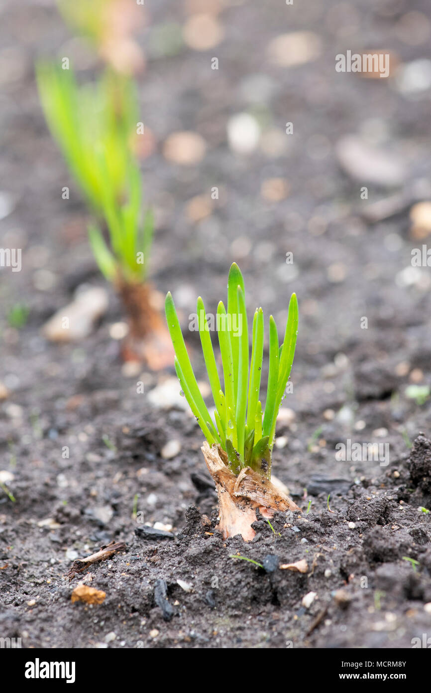 Allium cepa. Young Shallot Vigarmor plant growing in a vegetable garden in early springtime. UK Stock Photo