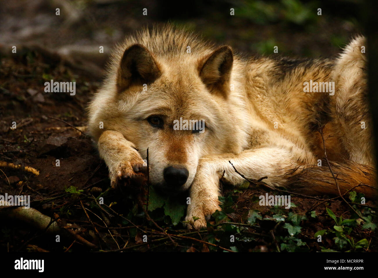 Grey Wolves stunning animals in Dartmoor Zoo Stock Photo