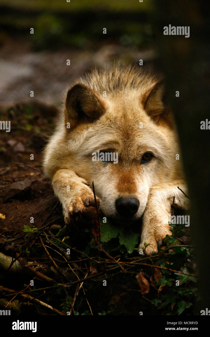 Grey Wolves stunning animals in Dartmoor Zoo Stock Photo
