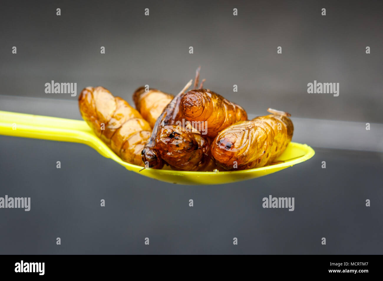 Asian Caterpillar High Resolution Stock Photography And Images Alamy