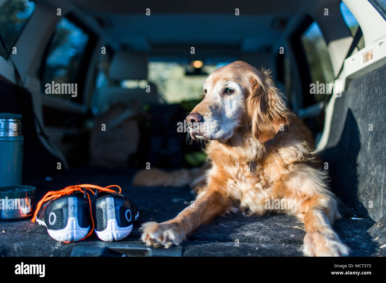 Dog sitting in car trunk Stock Photo - Alamy