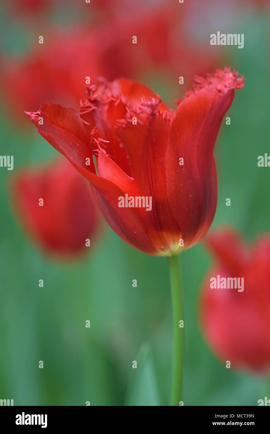 Macro background texture of Red Tulip flowers in garden Stock Photo - Alamy