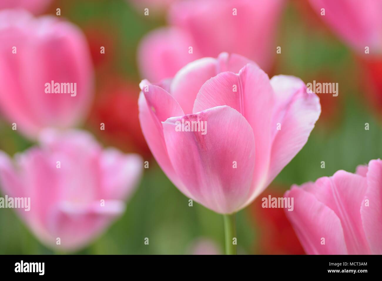 Macro background texture of Pink Tulip flowers in garden Stock Photo