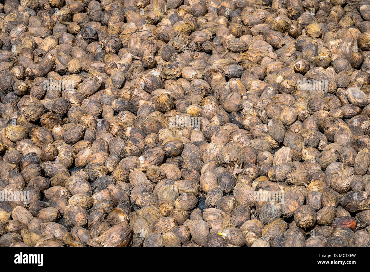 Betel nut cut into the background. legal drug in southern Asia Stock Photo
