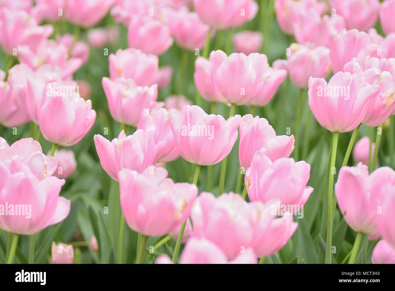 Macro background texture of Pink Tulip flowers in garden Stock Photo